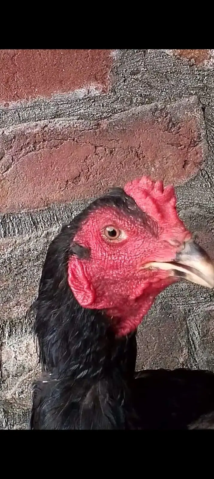Aseel Thai cross Male for sale |