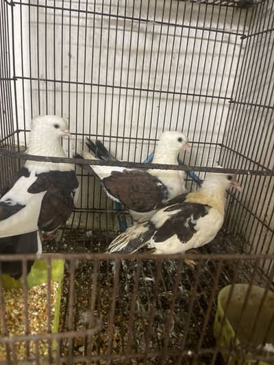 Kaboter for sale with chick