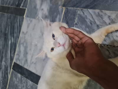 2 vaccinat male very friendly very cheap price