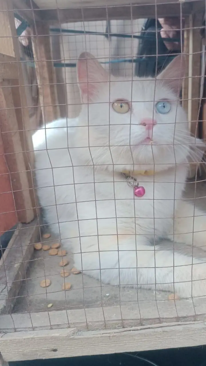 2 vaccinat male very friendly very cheap price — photo 2