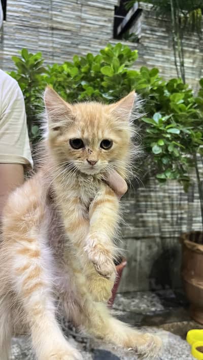 Persian cat for sale