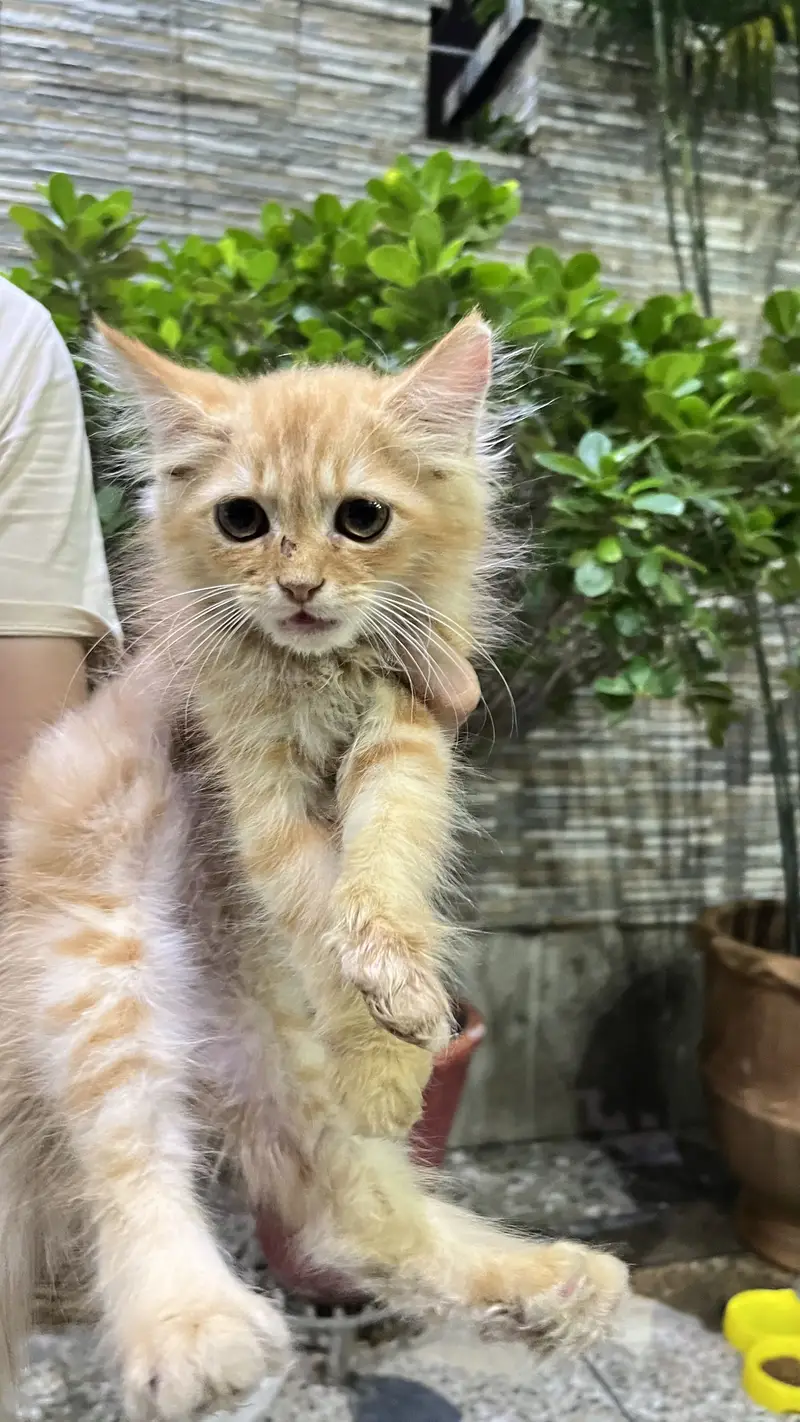 Persian cat for sale — photo 2