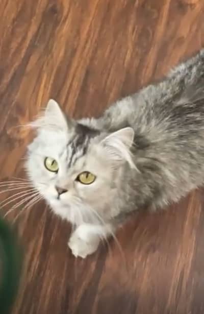 Female Persian Cat for adoption