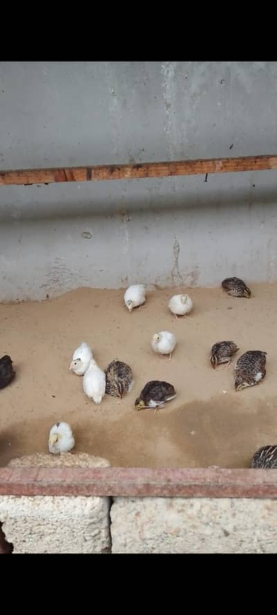 breeder available