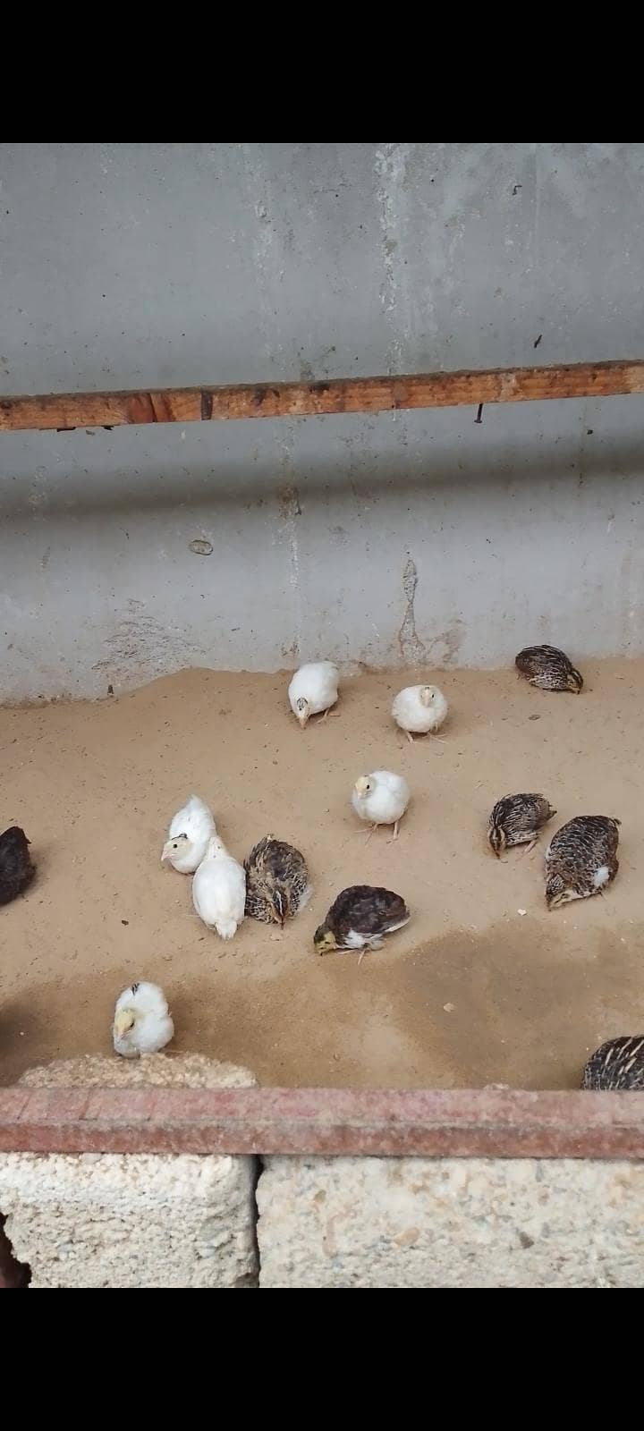 breeder available 0