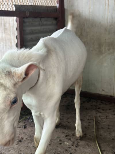 Gulabi tedda