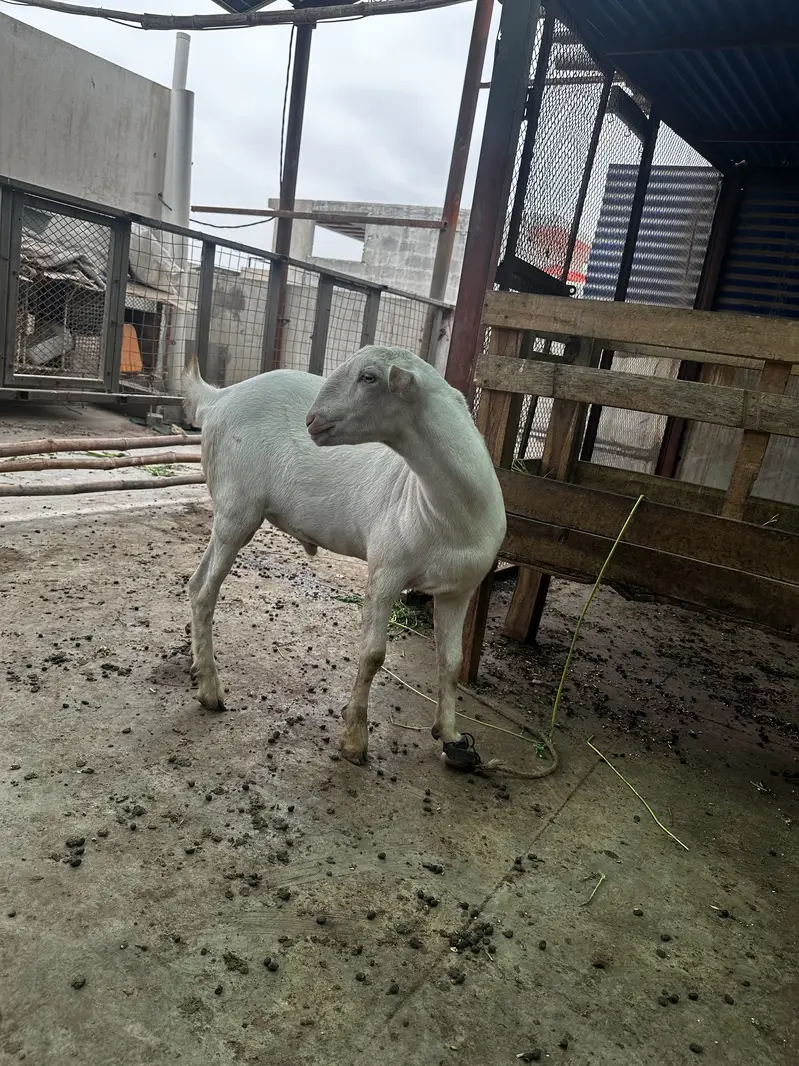 Gulabi tedda — photo 3