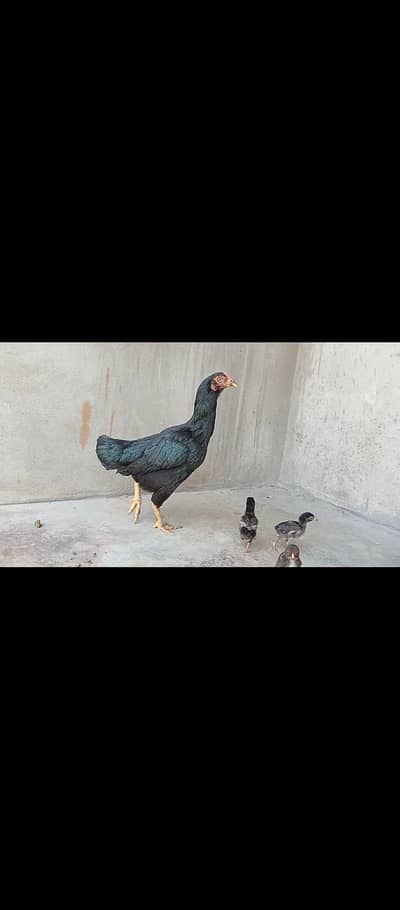 aseel pathy best breed in low price