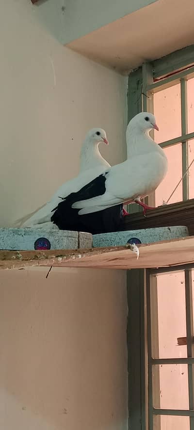 Elegant White & Black Pigeon Pair 