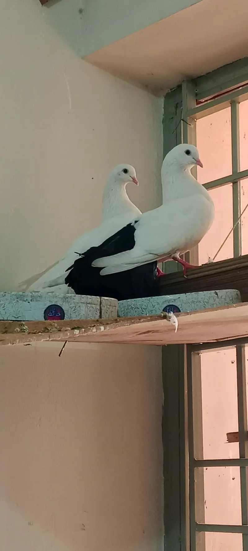 Elegant White & Black Pigeon Pair 