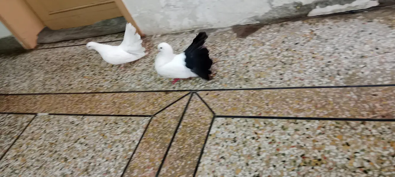 Elegant White & Black Pigeon Pair  — photo 2