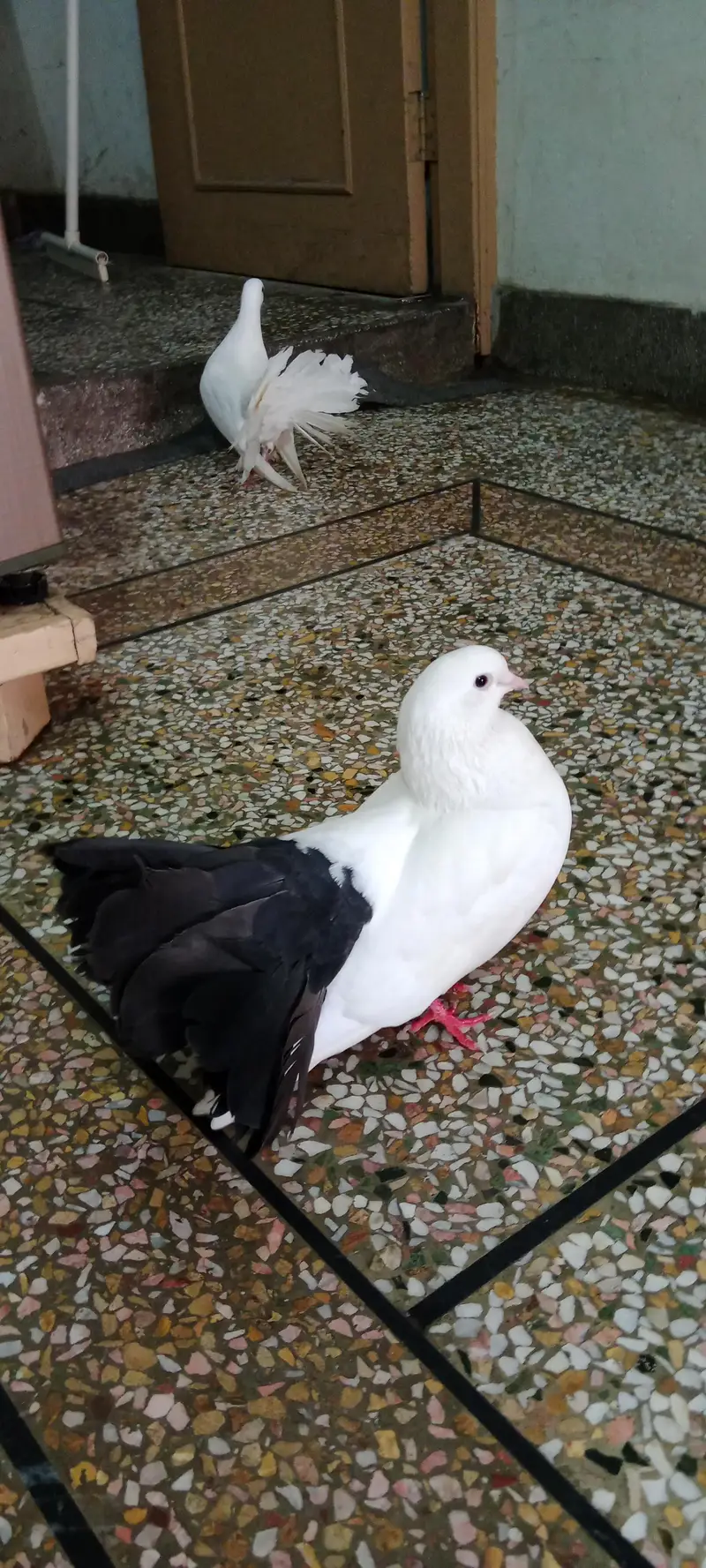 Elegant White & Black Pigeon Pair  — photo 3