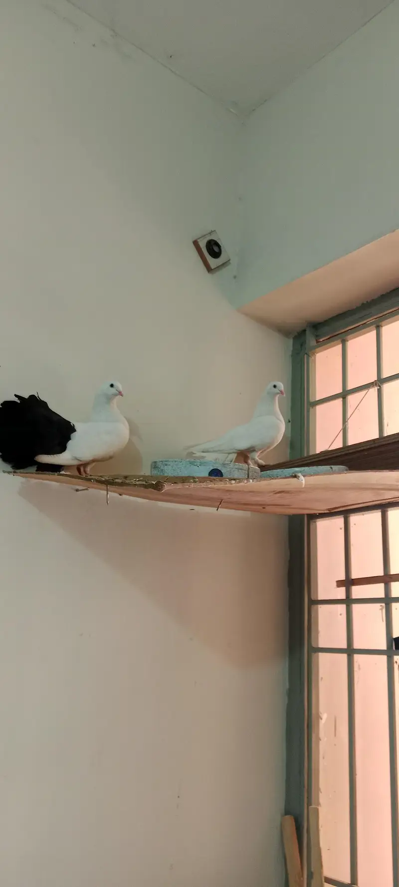 Elegant White & Black Pigeon Pair  — photo 4