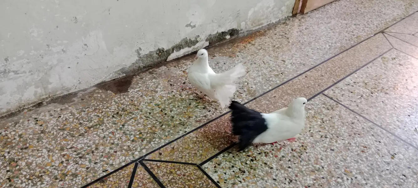 Elegant White & Black Pigeon Pair  — photo 5