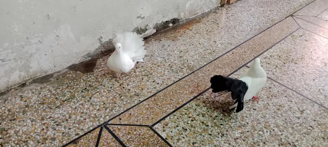 Elegant White & Black Pigeon Pair  — photo 6