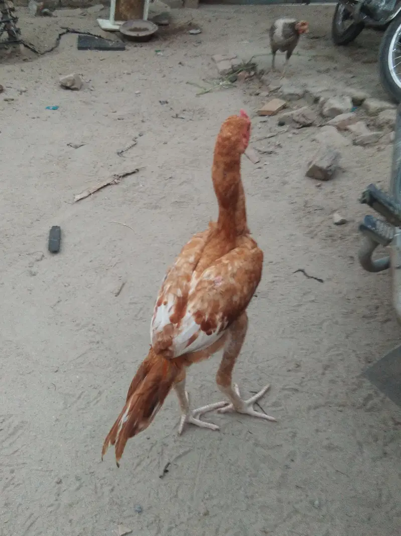 peela patha — photo 2