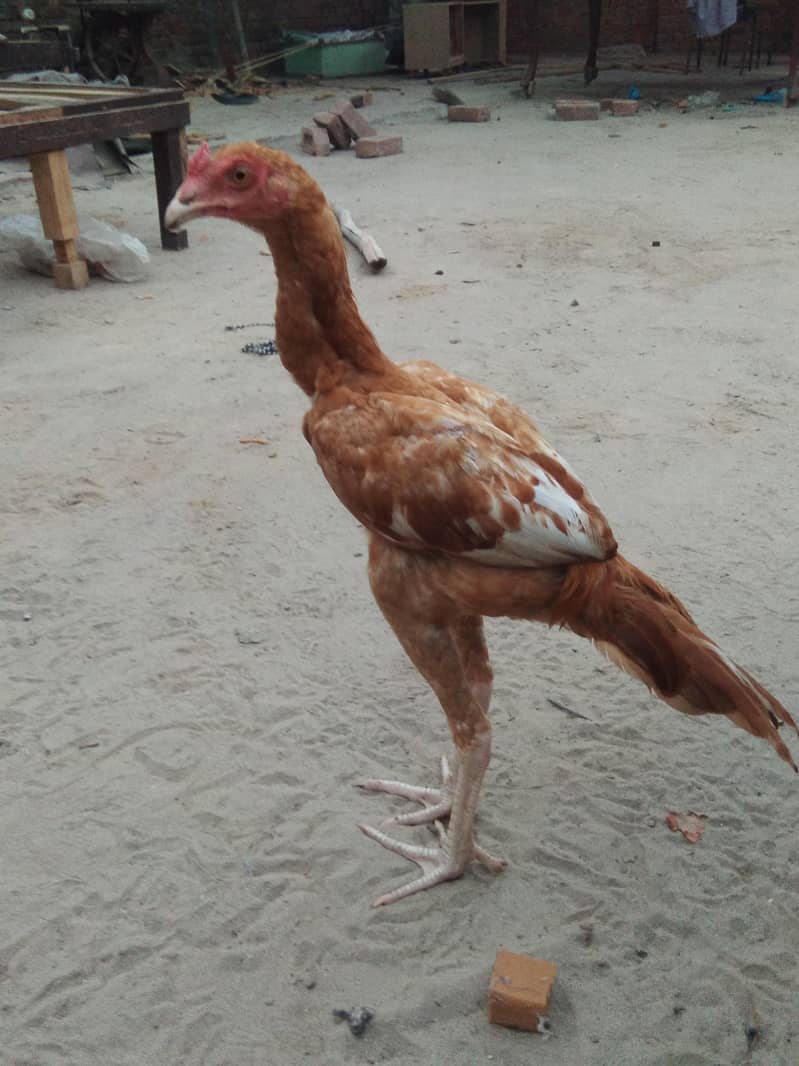 peela patha 2