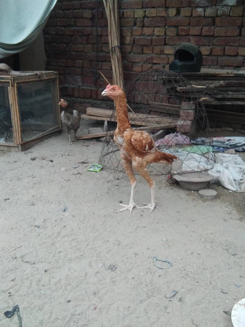 peela patha 3