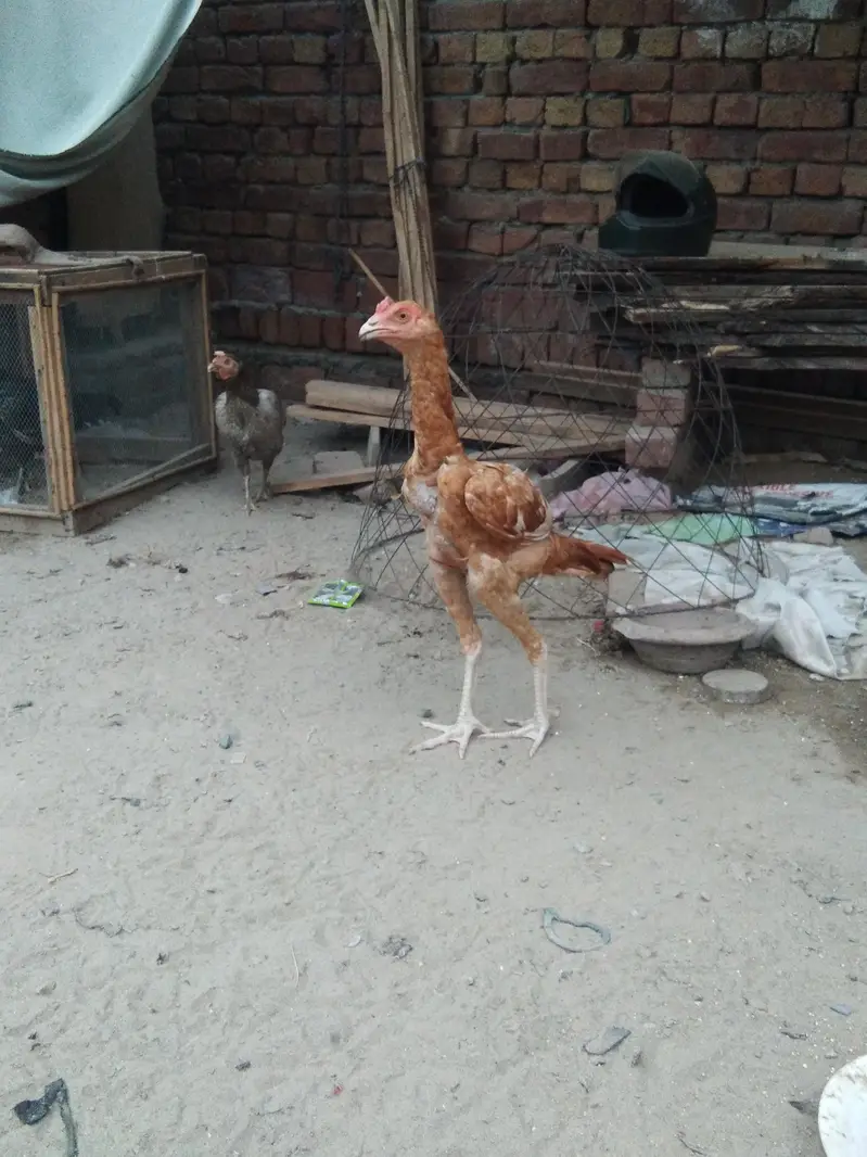 peela patha — photo 4
