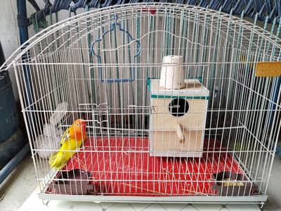Female Love bird with cage for sale