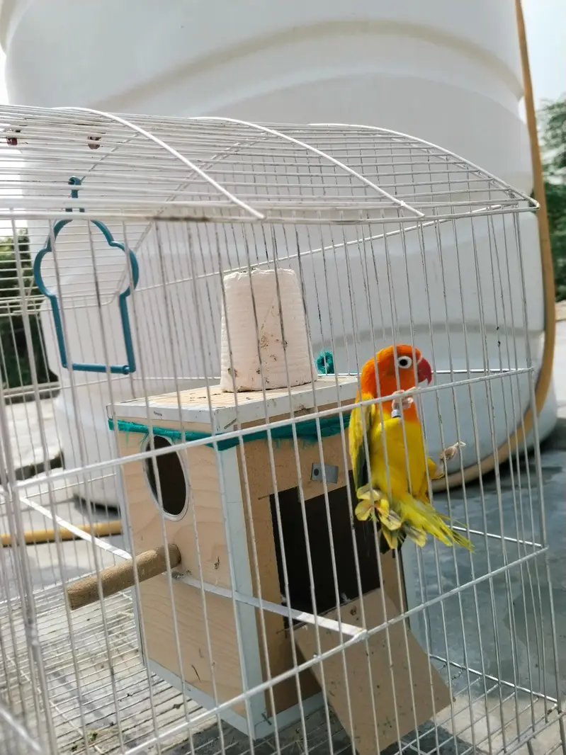 Female Love bird with cage for sale — photo 2
