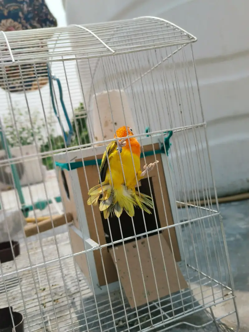 Female Love bird with cage for sale — photo 3