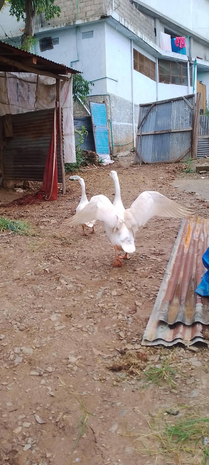 long nick ducks 0