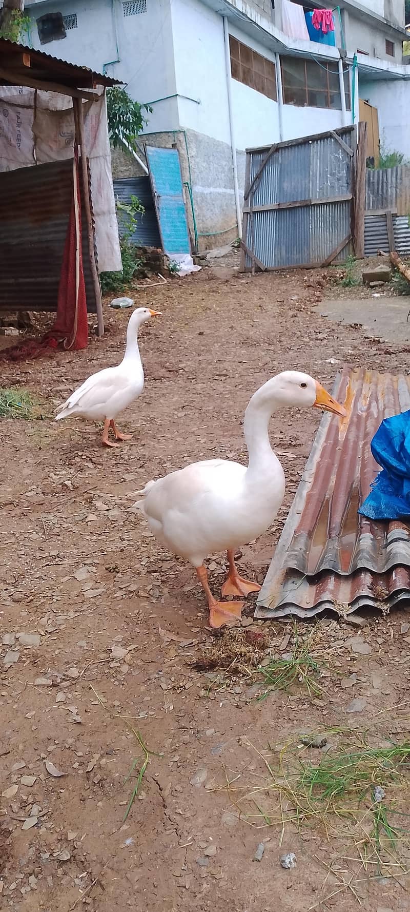 long nick ducks 1