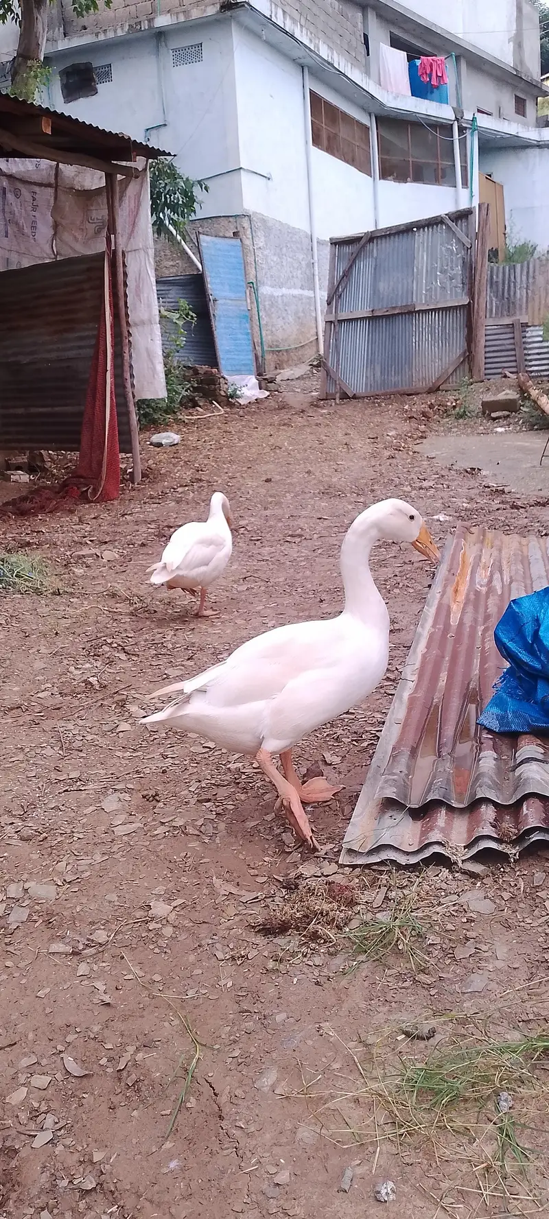 long nick ducks — photo 3