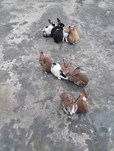 Beautiful Rabbit pair 700 mein