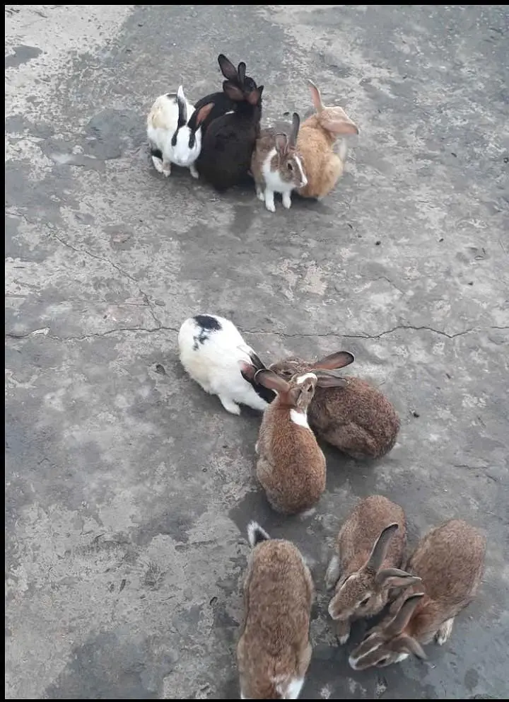 Beautiful Rabbit pair 700 mein — photo 2