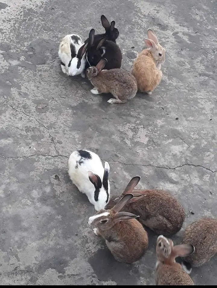Beautiful Rabbit pair 700 mein — photo 3
