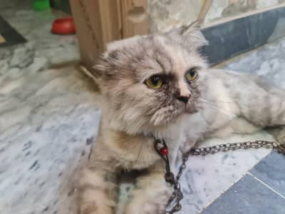 2 veccinate  very friendly cat female very cheep price double court