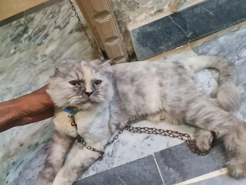 2 veccinate  very friendly cat female very cheep price double court — photo 2