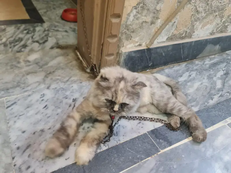 2 veccinate  very friendly cat female very cheep price double court — photo 3