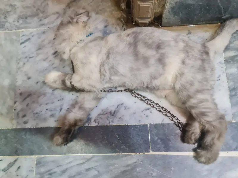 2 veccinate  very friendly cat female very cheep price double court — photo 4