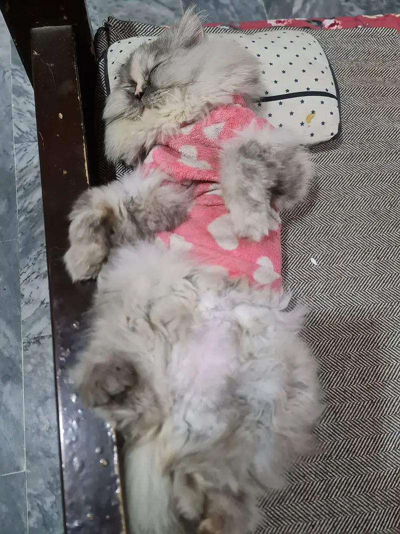 2 veccinate  very friendly cat female very cheep price double court — photo 5