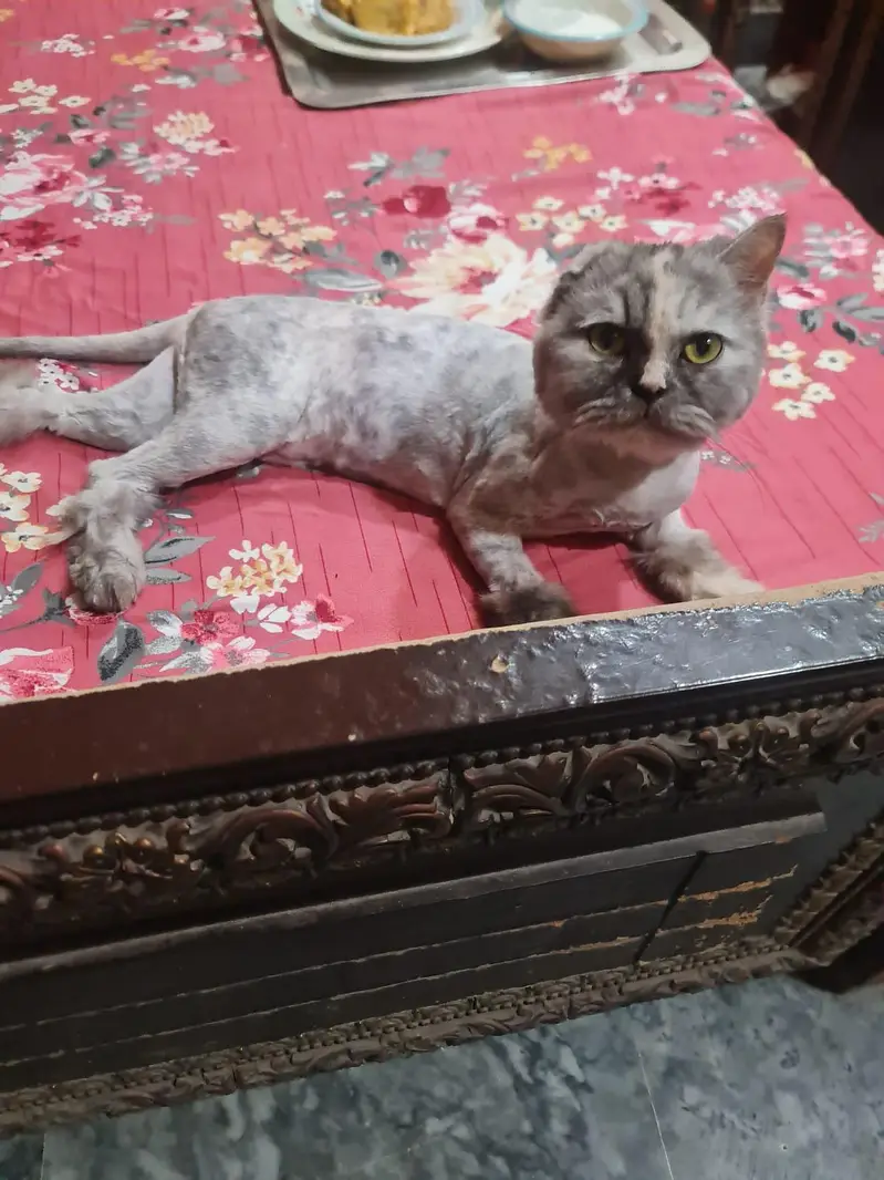 2 veccinate  very friendly cat female very cheep price double court — photo 6