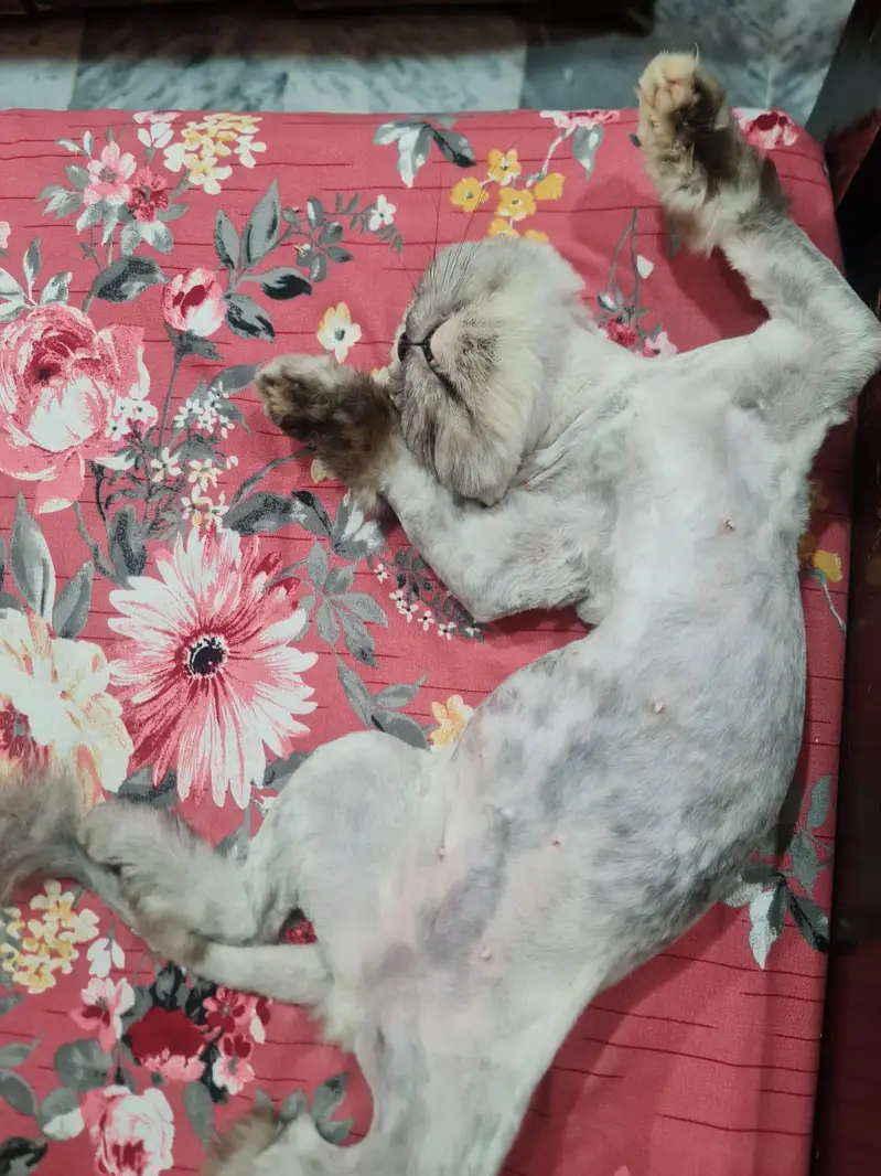 2 veccinate  very friendly cat female very cheep price double court — photo 7