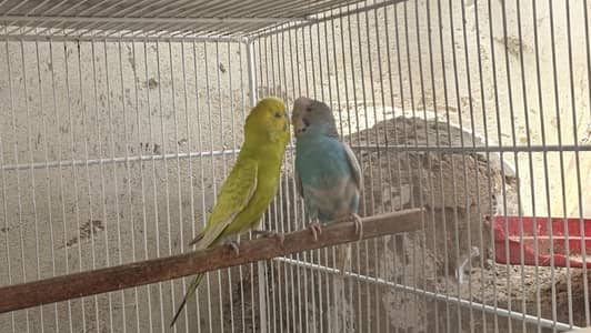Bugies parrot