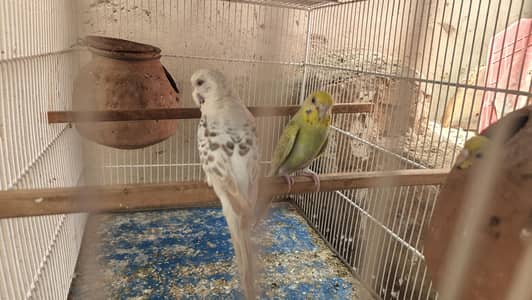 Bugies parrot