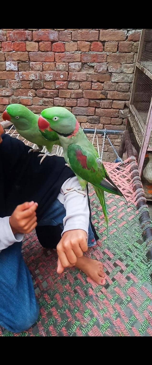 zero bite pair 1