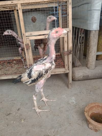 Aseel chicks 1 male 2 female