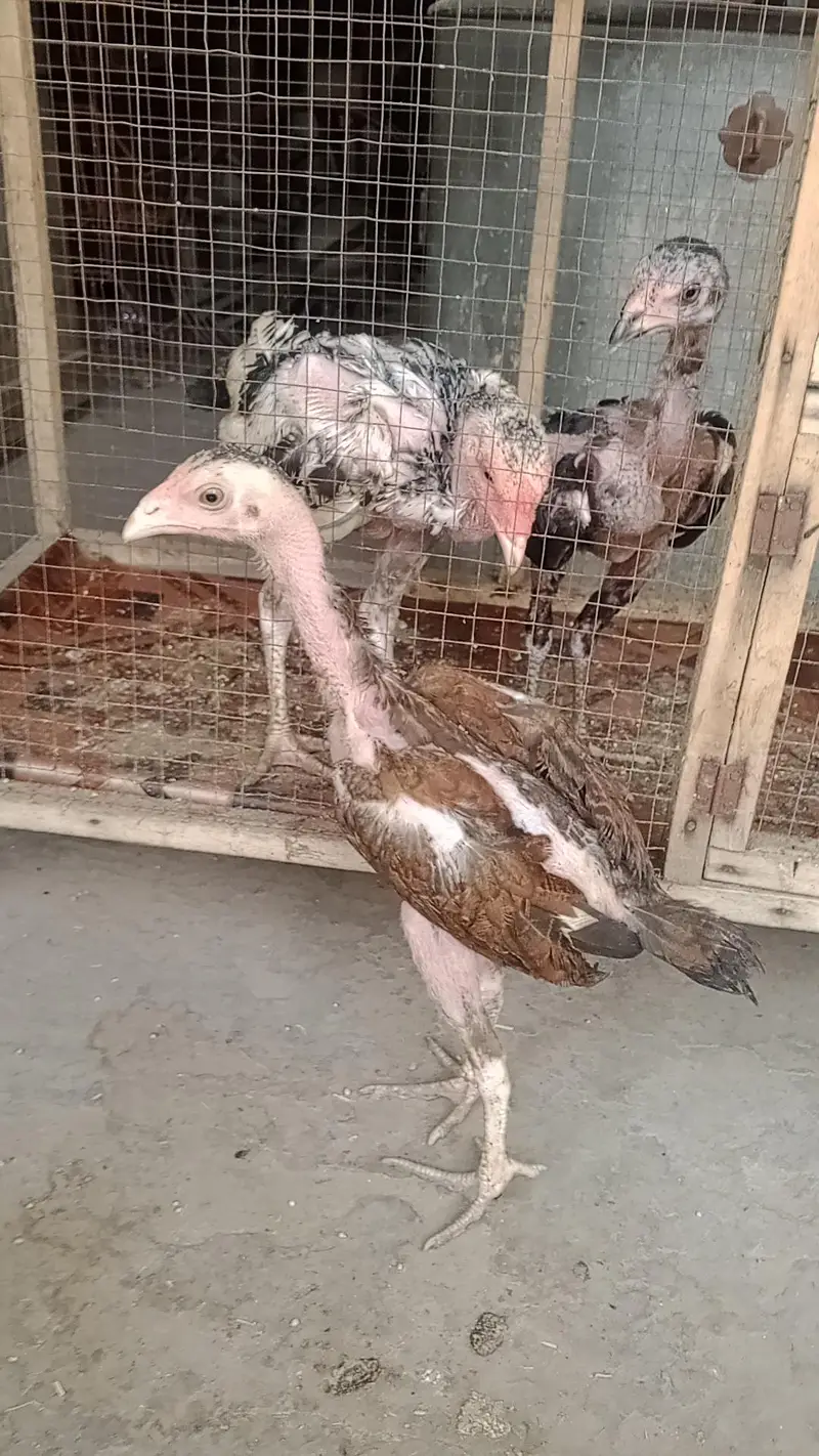 Aseel chicks 1 male 2 female — photo 2