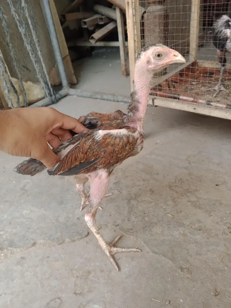 Aseel chicks 1 male 2 female — photo 3