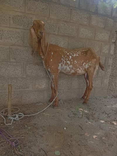 makhi cheeni sale For qurbani not for breeding