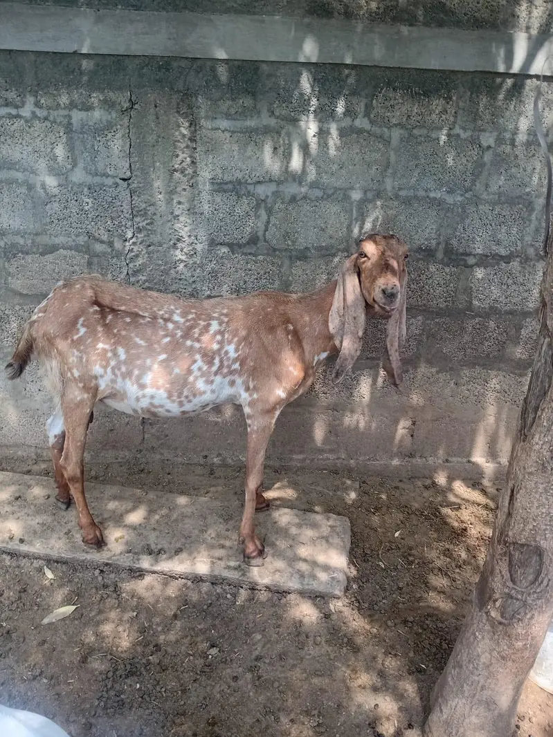makhi cheeni sale For qurbani not for breeding — photo 2