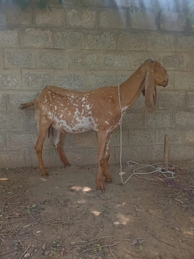 makhi cheeni sale For qurbani not for breeding — photo 3