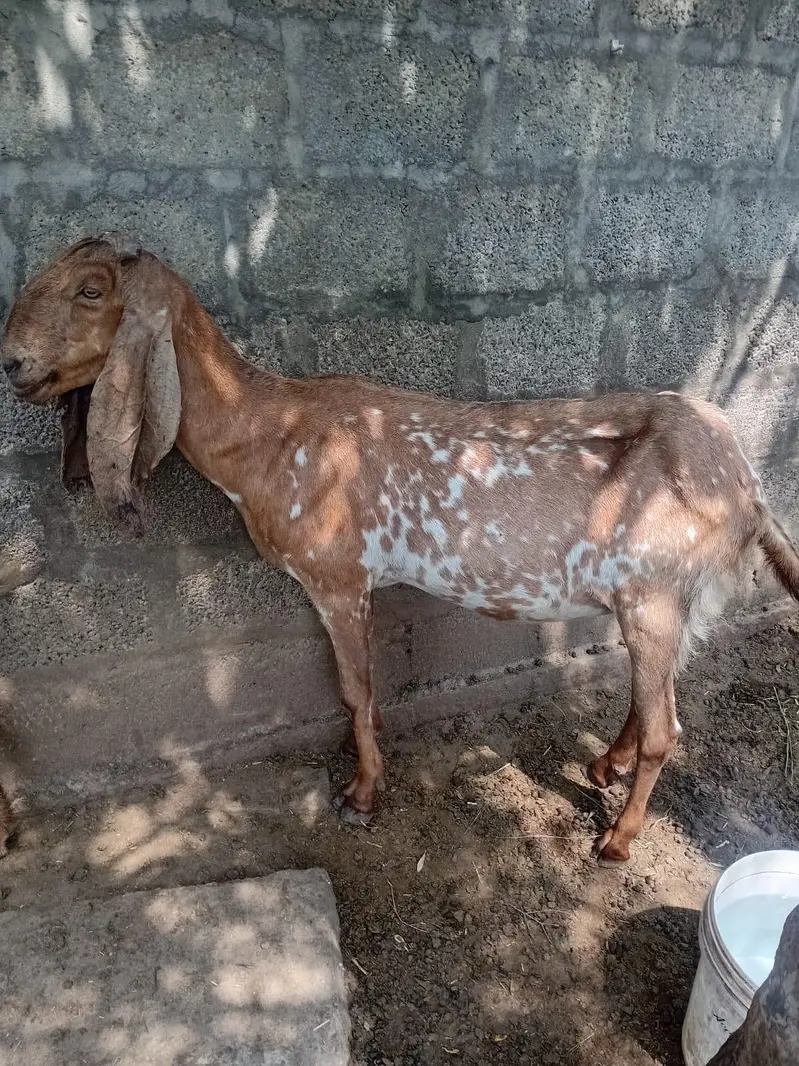 makhi cheeni sale For qurbani not for breeding — photo 4