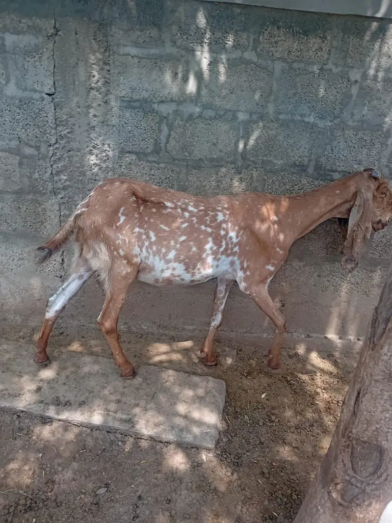 makhi cheeni sale For qurbani not for breeding — photo 5